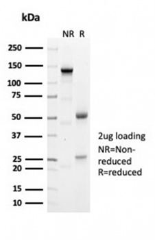 Recombinant Geminin / DNA Replication Inhibitor Antibody