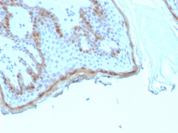 FLG Antibody