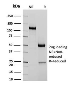 FLG Antibody