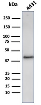 FLG Antibody