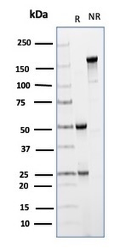 FCGR1A Antibody