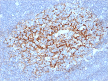 FCER2 Antibody