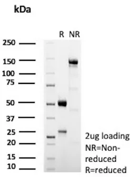 FCER2 Antibody