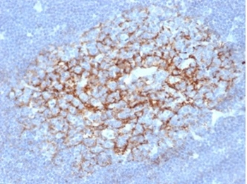 FCER2 Antibody