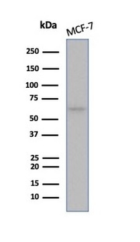 Recombinant Estrogen Receptor, alpha (Marker of Estrogen Dependence) Antibody
