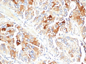 CLU Antibody