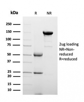 CLU Antibody