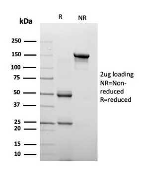 CHGA Antibody