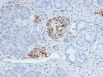 Chromogranin A / CHGA (Neuroendocrine Marker) Antibody