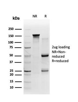 FTCD Antibody