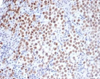 POU5F1 Antibody