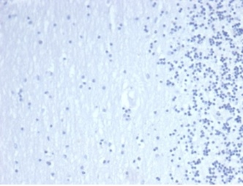 GATA3 Antibody