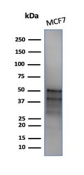 GATA3 Antibody