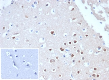 Recombinant Neuronal-Nuclei (NeuN) (Neuronal Marker) Antibody