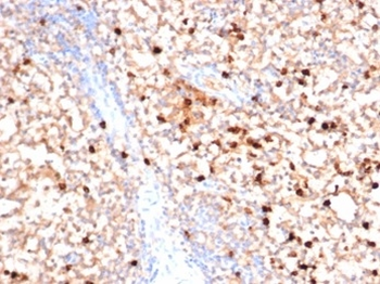 MPO Antibody