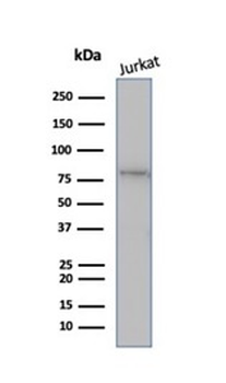 MLH1 Antibody