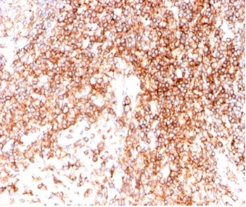 CD48 (Pan Leukocyte Marker) Antibody