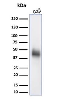 CD48 (Pan Leukocyte Marker) Antibody