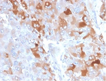 CLU Antibody