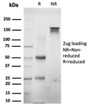 E2F6 Antibody