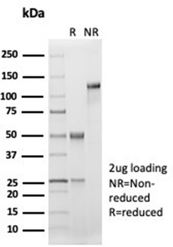 CD33 Antibody