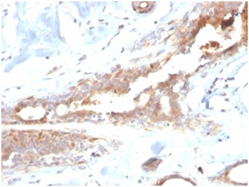 Lactotransferrin / Lactoferrin / LTF Antibody