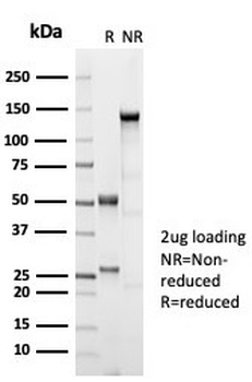 ESR2 Antibody