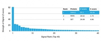 RBMS2 / SCR3 Antibody