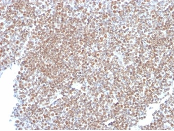 SP100 Antibody