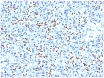 SOX9 / SRY-box 9 Antibody