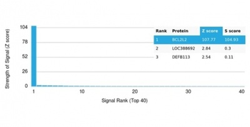 BCL2-like 2 (BCL2L2) / BCL-W Antibody