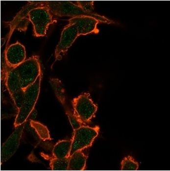 BCL2-like 2 (BCL2L2) / BCL-W Antibody