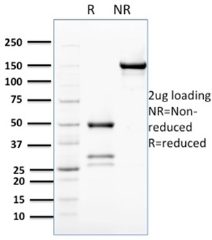 BCL2-like 2 (BCL2L2) / BCL-W Antibody