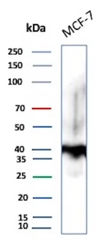 Ep-CAM / CD326 (Extracellular Domain) (Epithelial Marker) Antibody