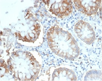 CD2 Antibody