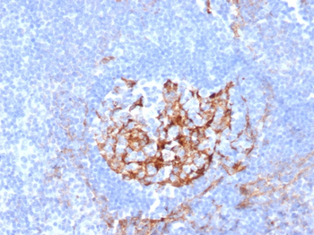 CD35 / CR1 (Follicular Dendritic Cell Marker) Antibody