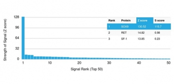 SOX9 / SRY-box 9 Antibody