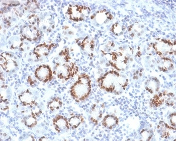SOX9 / SRY-box 9 Antibody