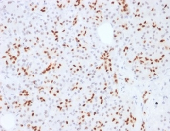 SOX9 / SRY-box 9 Antibody