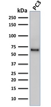 SOX9 / SRY-box 9 Antibody