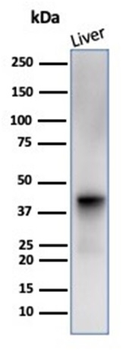 Glutamine Synthetase / GLUL Antibody