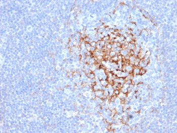CD35 / CR1 (Follicular Dendritic Cell Marker) Antibody