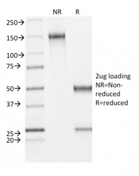 FBN1 Antibody