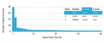 PBX1 / PRL (Transcription Factor) Antibody