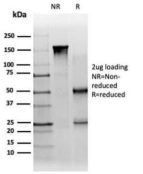 PBX1 / PRL (Transcription Factor) Antibody