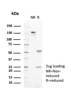PDCD1 / PD1 / CD279 (Programmed Cell Death 1) Antibody