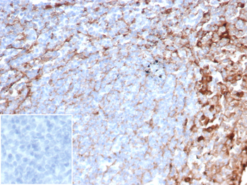 CD63 (Late Endosomes Marker) Antibody