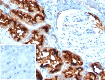 CD13 / Aminopeptidase-N (Myeloid Cell Marker) Antibody