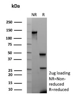 CD13 / Aminopeptidase-N (Myeloid Cell Marker) Antibody