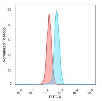 ZHX3 (Transcriptional Repressor) Antibody
